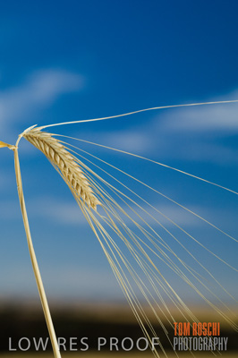 November 2006 / GRAIN_035