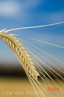 November 2006 / GRAIN_036