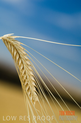 November 2006 / GRAIN_039