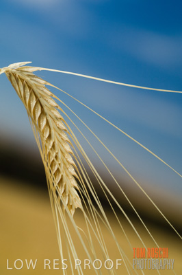 November 2006 / GRAIN_041