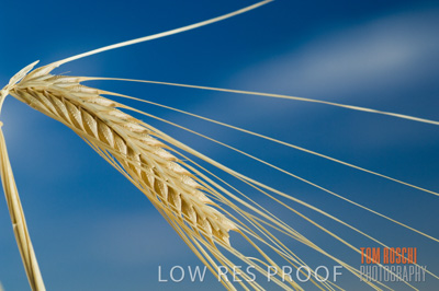 November 2006 / GRAIN_043