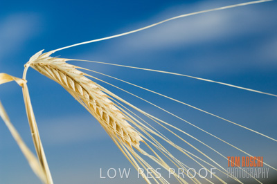 November 2006 / GRAIN_044