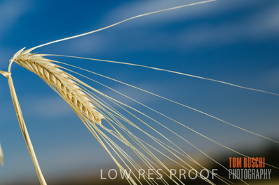 November 2006 / GRAIN_047