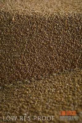 December 2007 / GRAIN_280