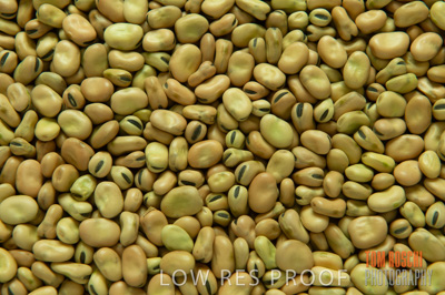 March 2014 / GRAIN_805