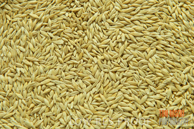 March 2014 / GRAIN_807