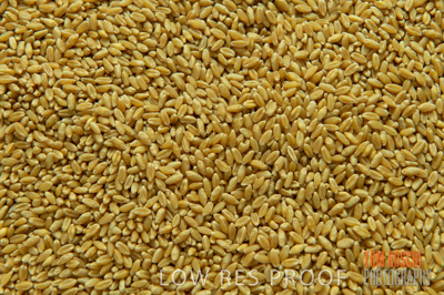 March 2014 / GRAIN_808