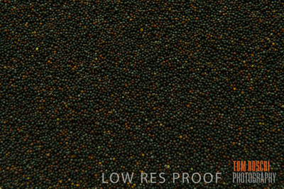 March 2014 / GRAIN_809