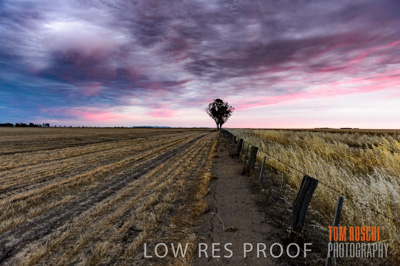 December 2016 / GRAIN_HARVEST_1194