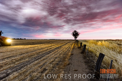 December 2016 / GRAIN_HARVEST_1195