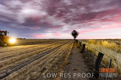 December 2016 / GRAIN_HARVEST_1196