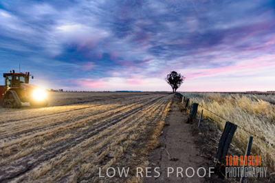 December 2016 / GRAIN_HARVEST_1197