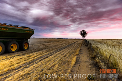 December 2016 / GRAIN_HARVEST_1210