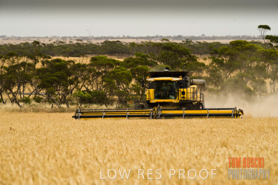 November 2009 / GRAIN_HARVEST_425