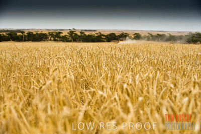 November 2009 / GRAIN_HARVEST_427