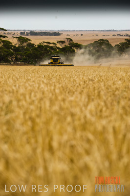 November 2009 / GRAIN_HARVEST_428