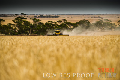 November 2009 / GRAIN_HARVEST_430