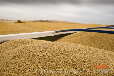 November 2009 / GRAIN_HARVEST_431