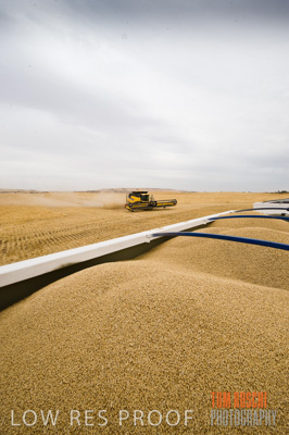 November 2009 / GRAIN_HARVEST_432