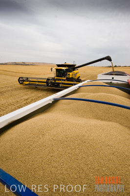 November 2009 / GRAIN_HARVEST_433