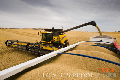 November 2009 / GRAIN_HARVEST_434