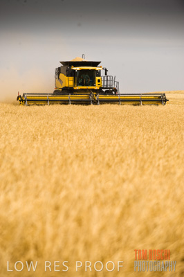 November 2009 / GRAIN_HARVEST_436