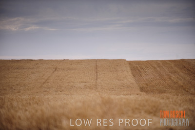 November 2009 / GRAIN_HARVEST_437