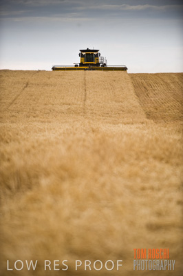 November 2009 / GRAIN_HARVEST_438
