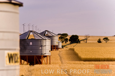 November 2009 / GRAIN_HARVEST_440