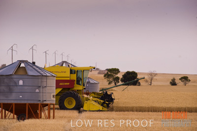 November 2009 / GRAIN_HARVEST_441