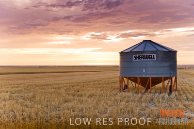 November 2009 / GRAIN_HARVEST_445