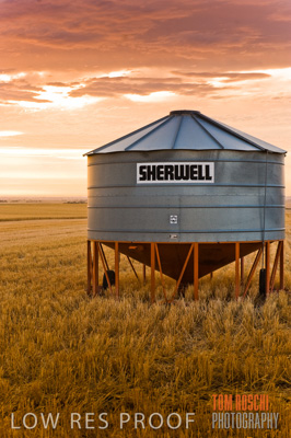 November 2009 / GRAIN_HARVEST_446