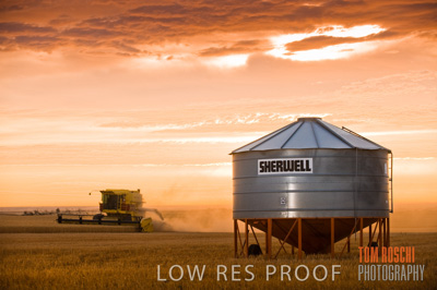 November 2009 / GRAIN_HARVEST_448