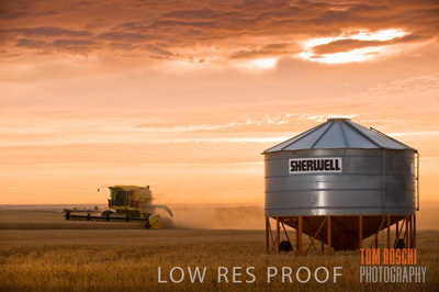 November 2009 / GRAIN_HARVEST_449