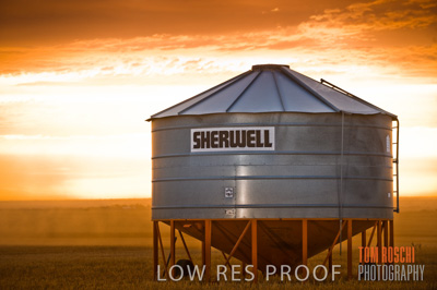 November 2009 / GRAIN_HARVEST_451