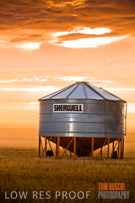 November 2009 / GRAIN_HARVEST_452