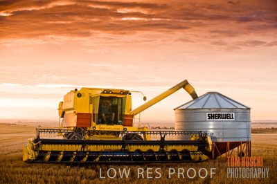 November 2009 / GRAIN_HARVEST_455