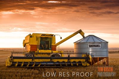 November 2009 / GRAIN_HARVEST_456