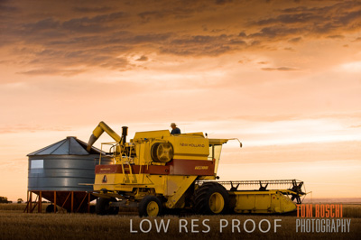 November 2009 / GRAIN_HARVEST_458