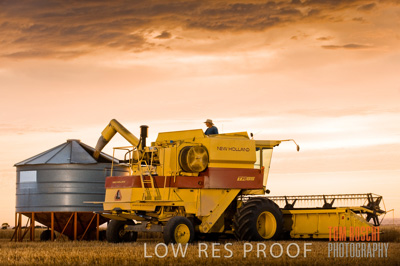 November 2009 / GRAIN_HARVEST_459