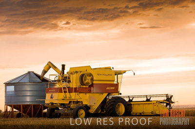 November 2009 / GRAIN_HARVEST_460