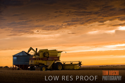 November 2009 / GRAIN_HARVEST_461