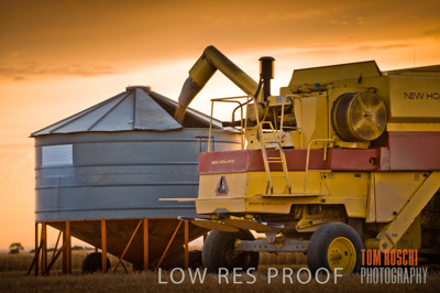 November 2009 / GRAIN_HARVEST_462