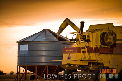 November 2009 / GRAIN_HARVEST_463