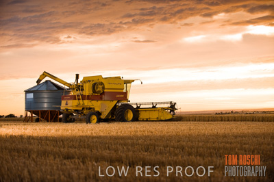 November 2009 / GRAIN_HARVEST_464