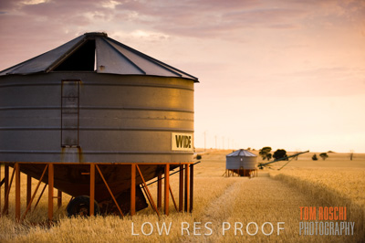 November 2009 / GRAIN_HARVEST_465