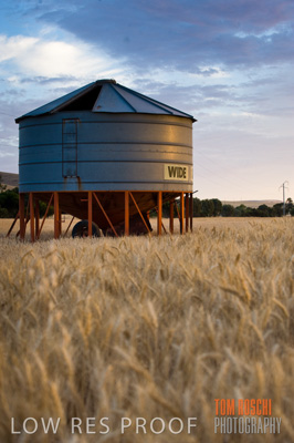 November 2009 / GRAIN_HARVEST_469