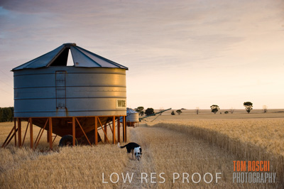 November 2009 / GRAIN_HARVEST_472