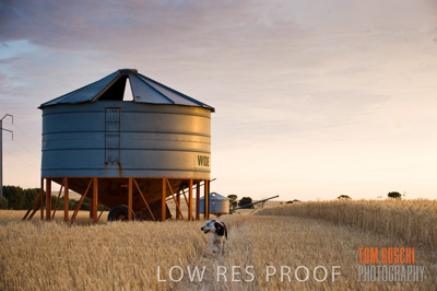 November 2009 / GRAIN_HARVEST_473