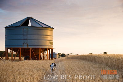 November 2009 / GRAIN_HARVEST_474